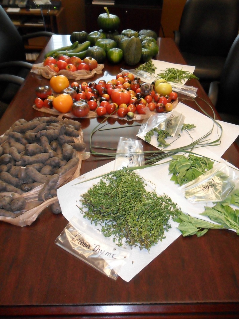 Harvested tomatoes, potatoes, and herbs arranged on a table